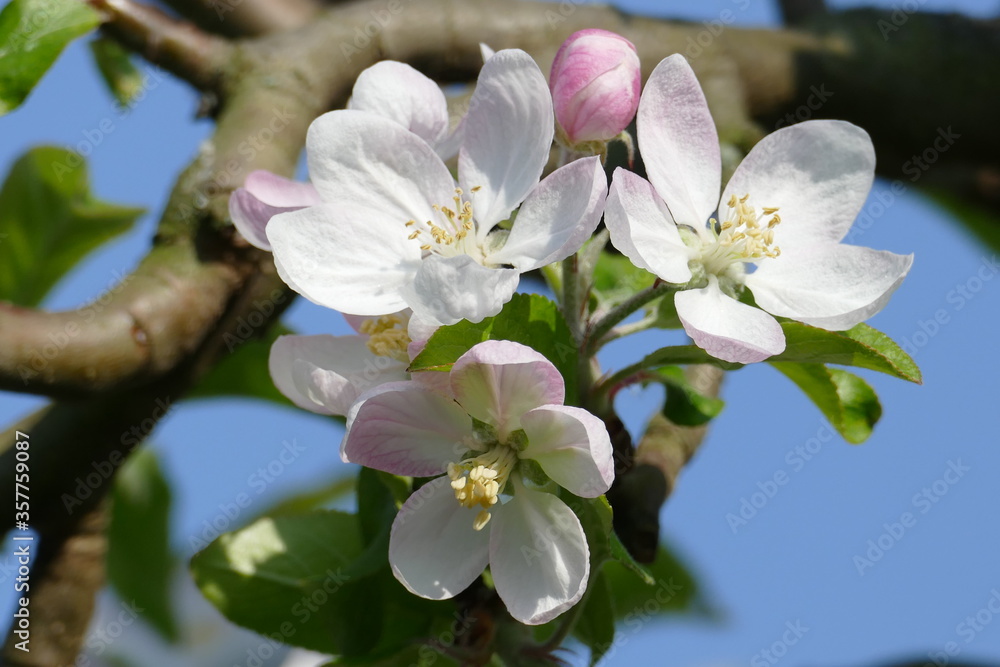 Drei weisse Blüten am Apfelbaum mit Zweigen im Hintergrund Drei weisse Blüten am Apfelbaum mit Zweigen im Hintergrund