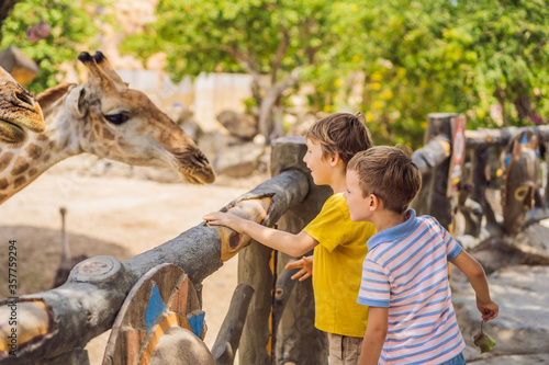 Obraz na płótnie Happy boys watching and feeding giraffe in zoo. They having fun with animals safari park on warm summer day w salonie