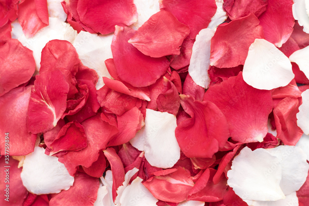background of a lot of the red and white rose petals background of a lot of the red and white rose petals