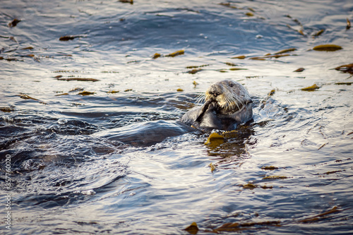 Pacific Sea Otter swimming, diving, and eating shellfish in the kelp beds in Coastal California