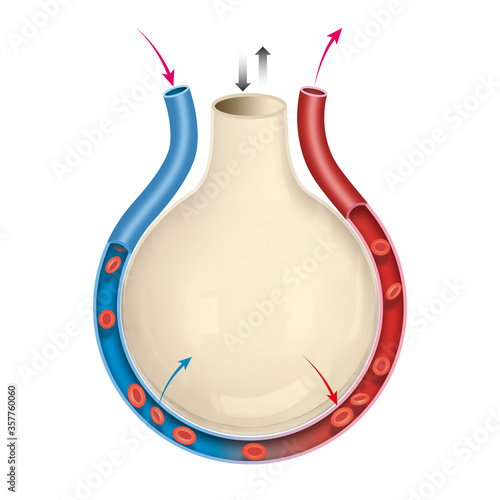 Alveolus gas exchange. Diagram of the alveolus in the lungs showing gaseous exchange. photo