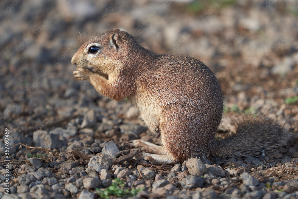 Fototapeta premium Unstriped ground squirrel Xerus rutilus Amboseli National Park - Africa Eating Sitting