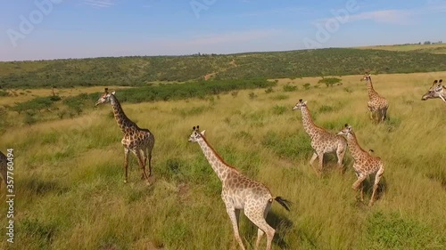 aerial view of the Savannah and giraffes
