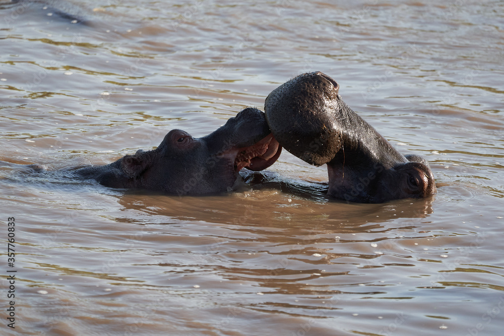 Hippo Hippopotamus amphibious Africa Safari Portrait Water Hippo Hippopotamus amphibious Africa Safari Portrait Water