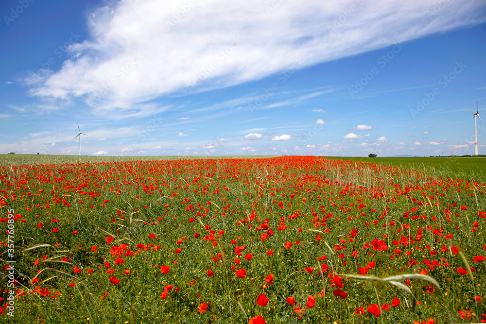 Red Poppies Blooming On Field Against Cloud - Sky. Flower Strips With Poppy. Part Of The Fields With Poppies Instead Of Monocultures In Rhineland Palatinate, Germany.