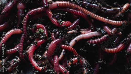 A group of earthworms or earthworms close up in a greenhouse of chernozem. Red worms for fishing or composting bait. Process plant waste into a rich soil and fertilizer improver. photo