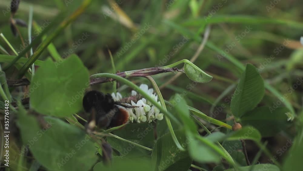 Bee crawling over white flower then flies away, Day time medium shot UK Bee crawling over white flower then flies away, Day time medium shot UK