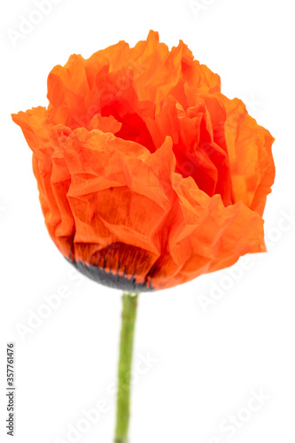 close-up of a single poppy blossom, isolated on white