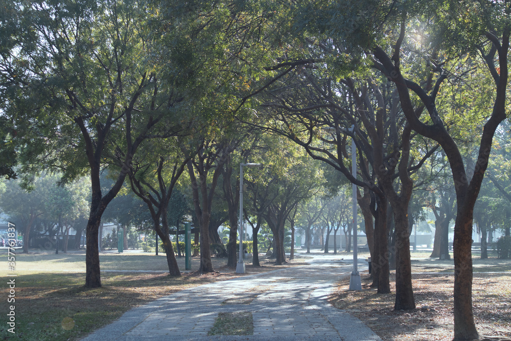 さわやかな朝の緑豊かな公園