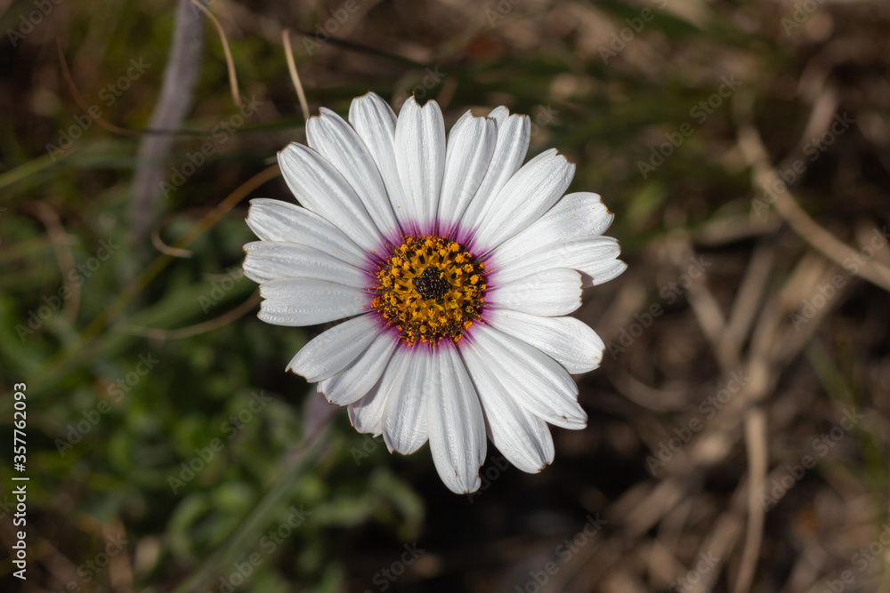 Fototapeta premium Dimorphotheca at Orange Kloof, Table Mountain, Cape Town, Western Cape, South Africa