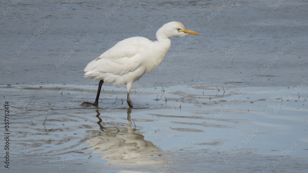 Bubulcus ibis Bubulcus ibis
