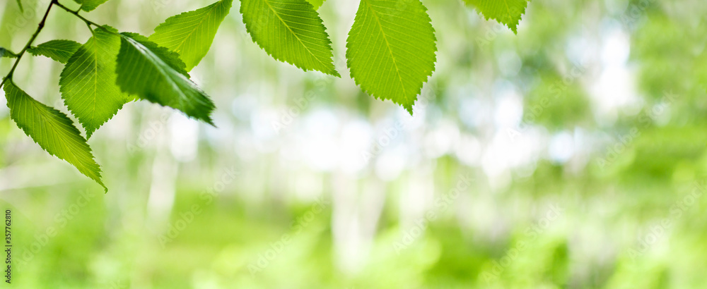 Closeup nature view a branch with green leaves of a tree on a blurred background in the forest, landscape with green plants. Spring or summer natural backgrounds, enviroments. Banner, copy space. Closeup nature view a branch with green leaves of a tree on a blurred background in the forest, landscape with green plants. Spring or summer natural backgrounds, enviroments. Banner, copy space.