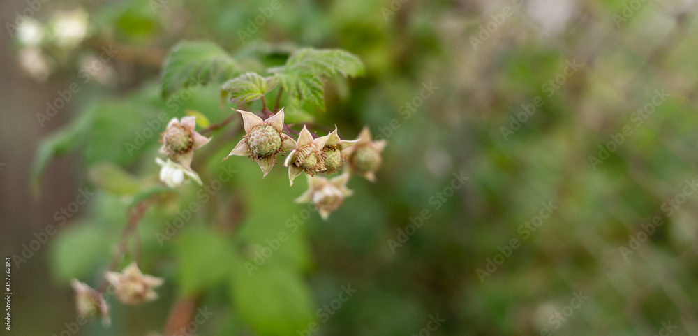 Young raspberry buds in the evening forest Young raspberry buds in the evening forest