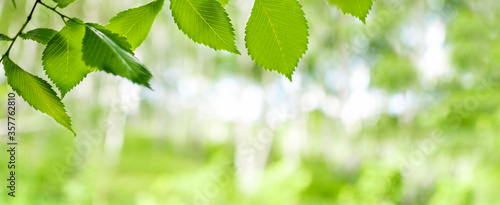 Closeup nature view a branch with green leaves of a tree on a blurred background in the forest, landscape with green plants. Spring or summer natural backgrounds, enviroments. Banner, copy space.