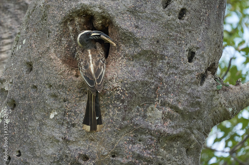  African grey hornbill Lophoceros nasutus tropical near passerine birds found in the Old World. Africa. Portrait with food insect photo