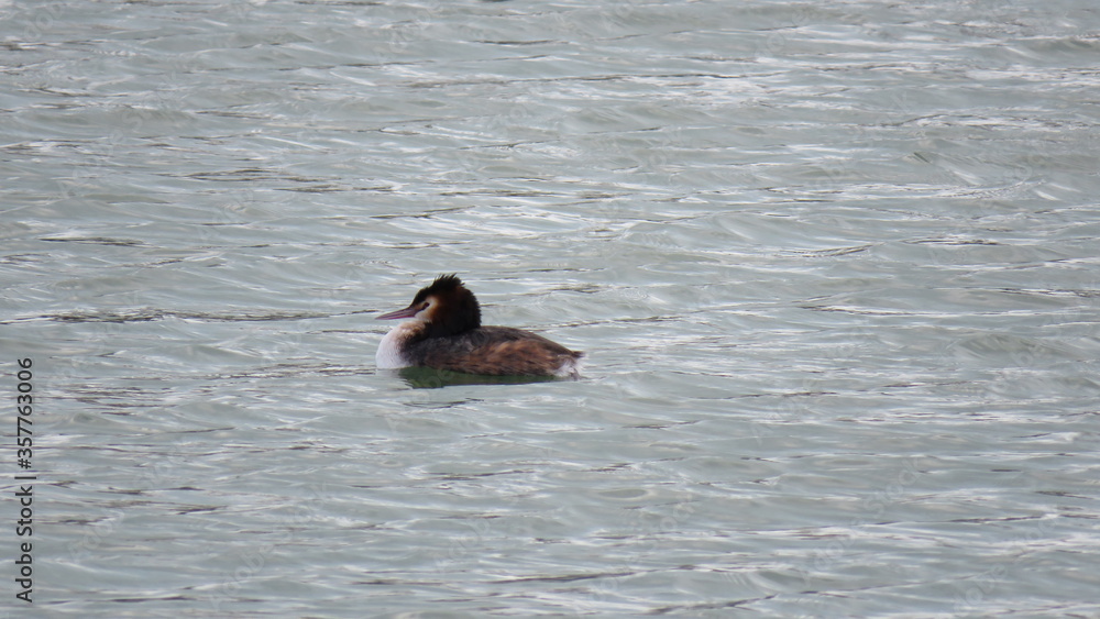 Podiceps cristatus Podiceps cristatus