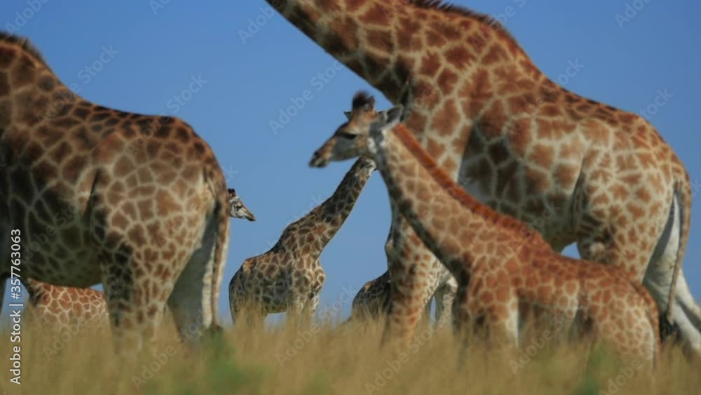 giraffes graze on the Savannah of South Africa giraffes graze on the Savannah of South Africa