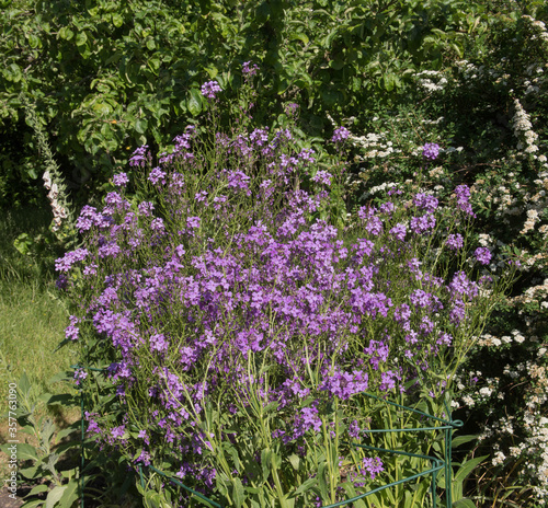 Purple Summer Flowers of Dame s Rocket Plants  Hesperis matronalis  Growing in a Country Cottage Garden in Rural Devon  England  UK