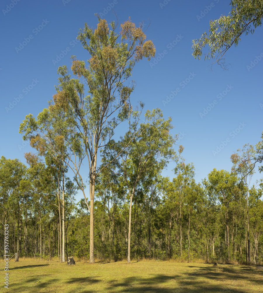 Australian Gum Trees in Eucalypt Forest