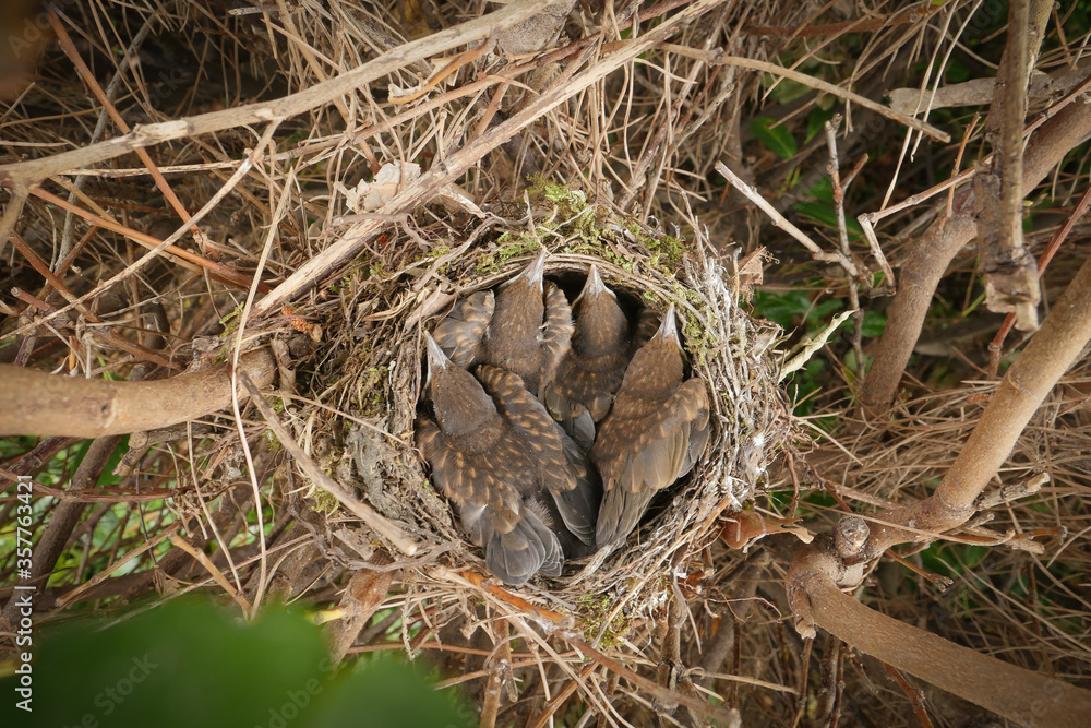 Small Blackbirds just leave the egg in the nest