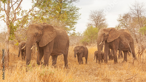 Breeding Herd of Elephants © David_Steele