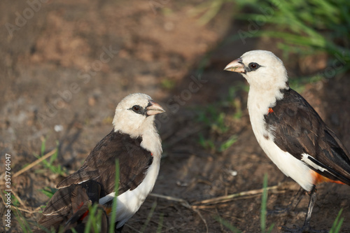 White headed buffalo weaver Couple white faced Dinemellia dinemelli passerine bird Ploceidae 