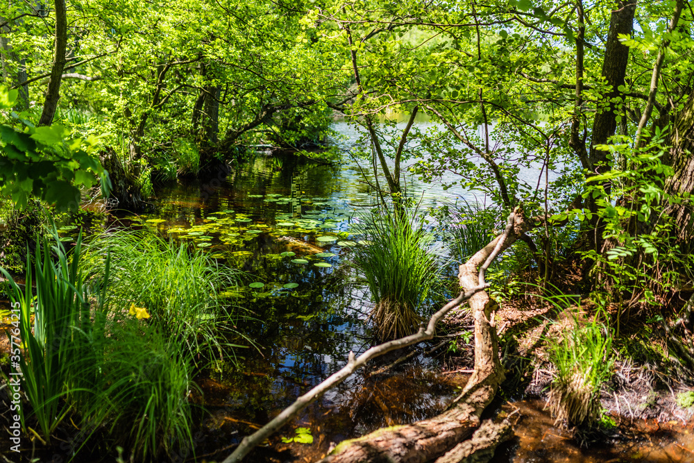 Obraz premium lake in the forest