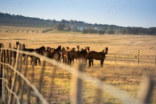 horses standing in late afternoon sunlight.