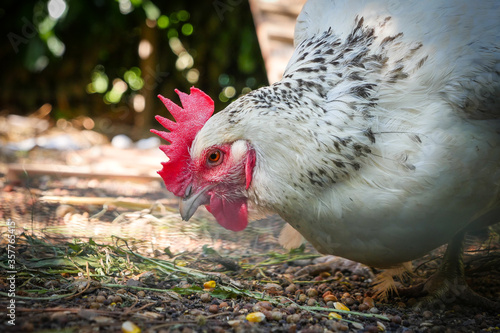 Photos Vibrant red hen is pecking away at grain