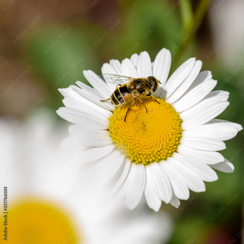 insects sit on a Daisy, close-up on a Sunny day insects sit on a Daisy, close-up on a Sunny day