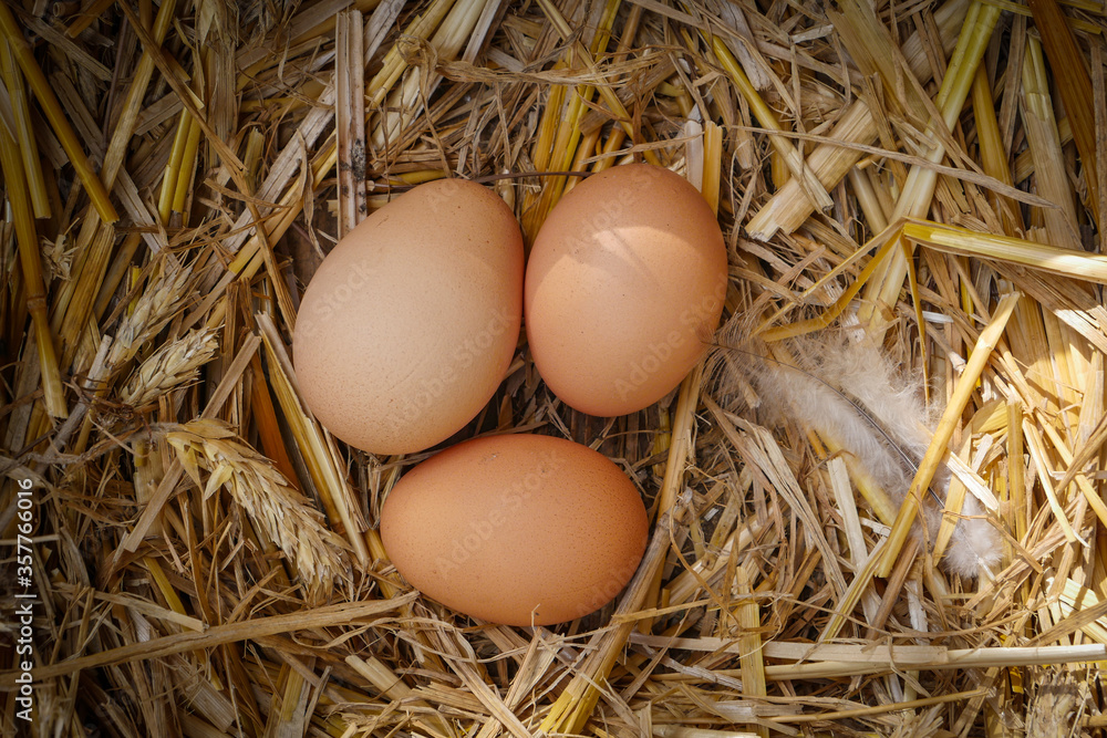 Fresh chicken eggs in hay