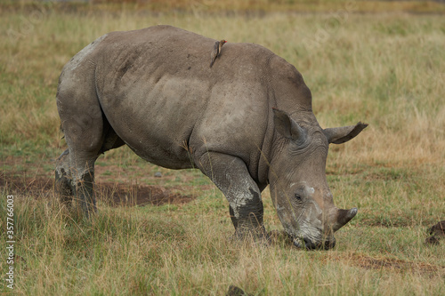 Rhino - Rhinoceros with Bird White rhinoceros Square-lipped rhinoceros Ceratotherium simum 