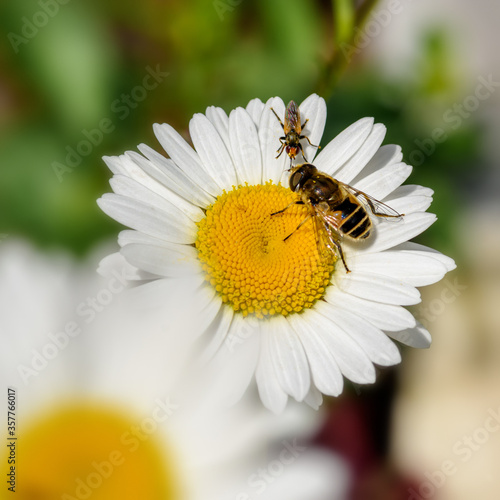 insects sit on a Daisy, close-up on a Sunny day © Владимир Зубков