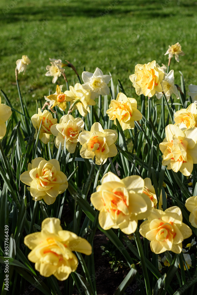 Obraz premium bouquet of yellow flowers