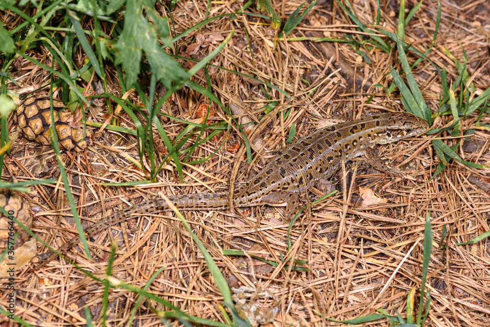 a small lizard hid in the grass, close-up, in its natural environment a small lizard hid in the grass, close-up, in its natural environment