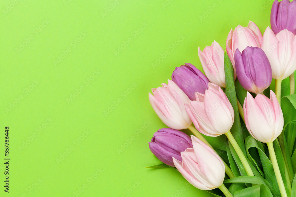 Pink tulips over green background