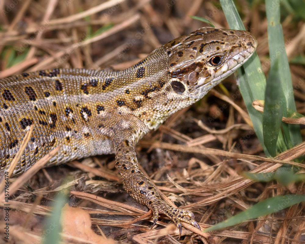 a small lizard hid in the grass, close-up, in its natural environment