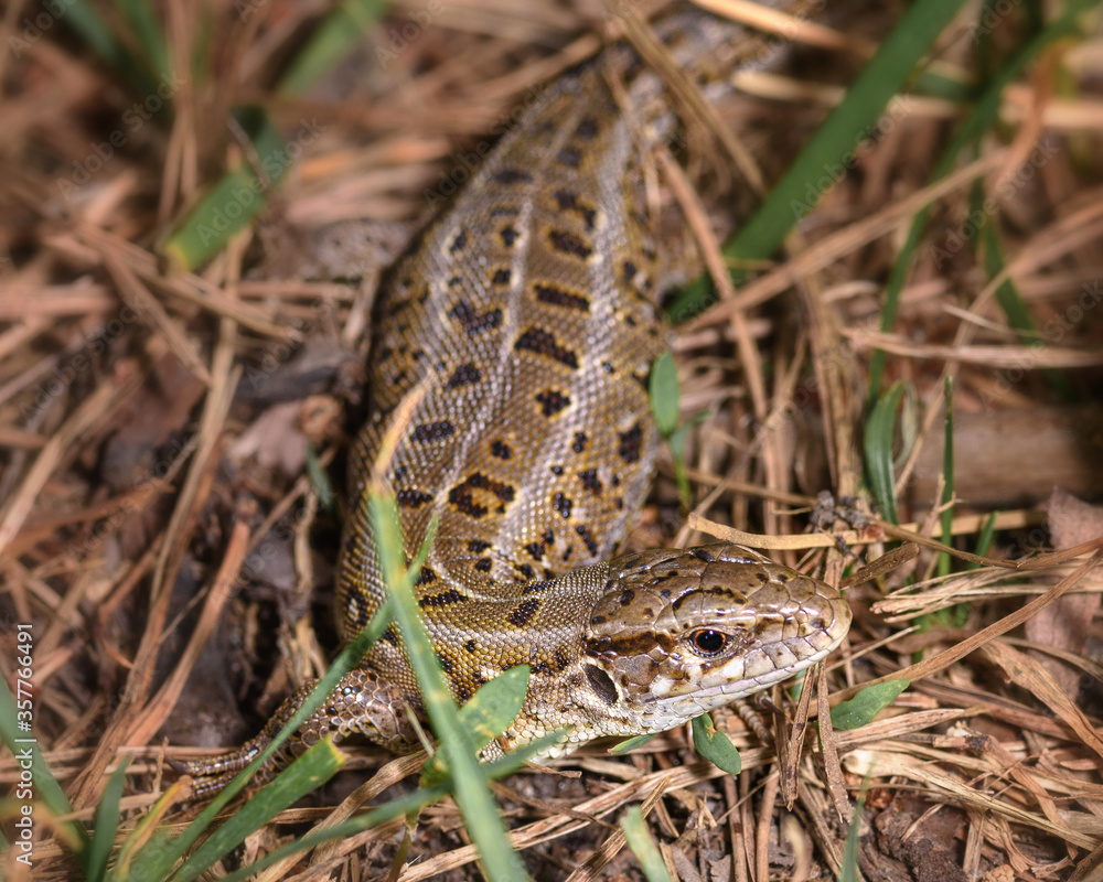 a small lizard hid in the grass, close-up, in its natural environment a small lizard hid in the grass, close-up, in its natural environment