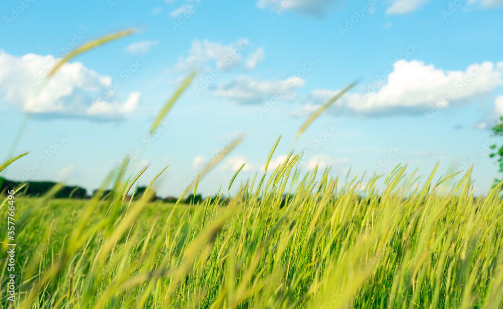Fototapeta premium Agricultural field with young wheat against the blue sky