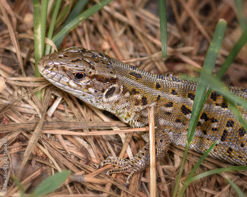 a small lizard hid in the grass, close-up, in its natural environment a small lizard hid in the grass, close-up, in its natural environment