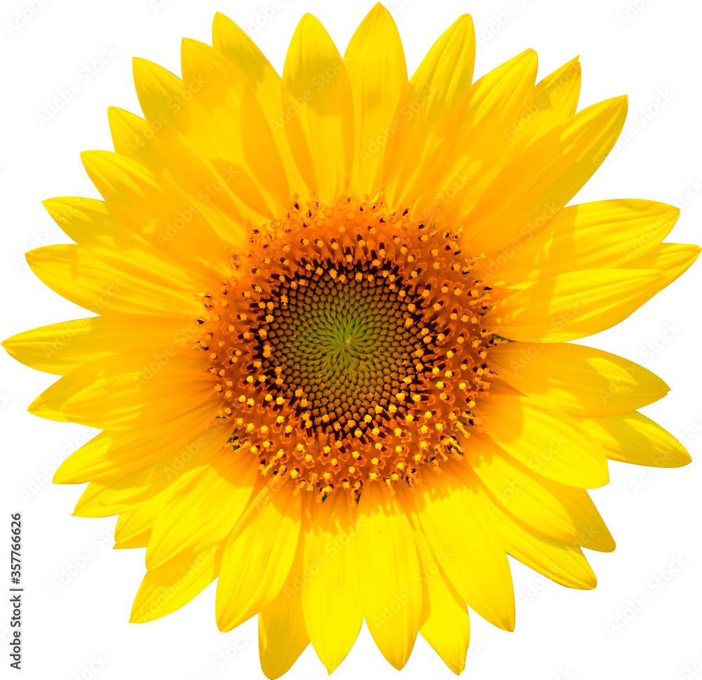 Sunflower flower taken from the front. No background_2871 Sunflower flower taken from the front. No background_2871