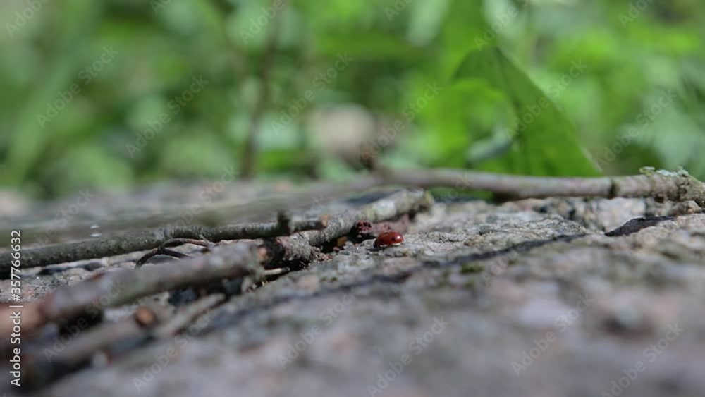 little ladybug runs on the stone. ladybug moves in search of food. ladybug crawls on a dry branch little ladybug runs on the stone. ladybug moves in search of food. ladybug crawls on a dry branch