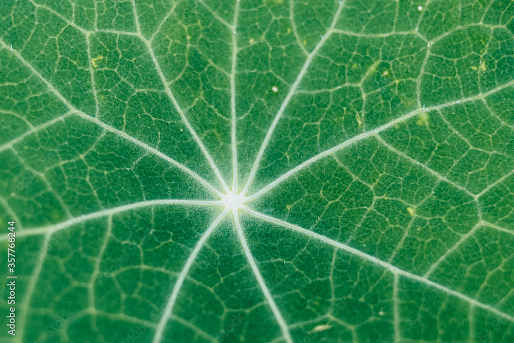 Closeup sur une feuille nervurée de capucine - Arrière plan végétal Closeup sur une feuille nervurée de capucine - Arrière plan végétal
