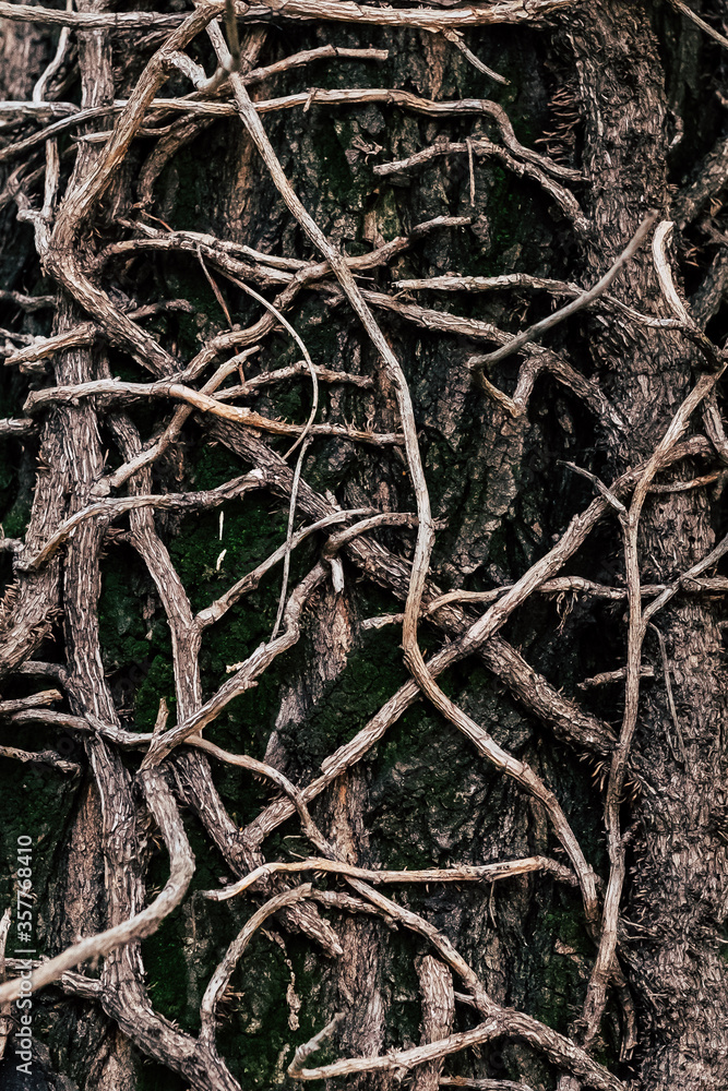 Fototapeta premium Arrière plan végétal - Lianes entremêlées sur un tronc d'arbre