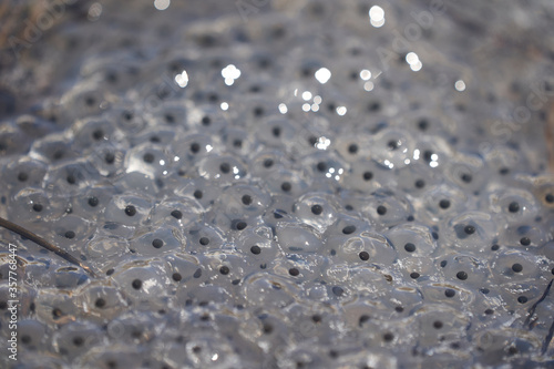 Frog Toad Spawn Texture Macro Bright Mountain Light