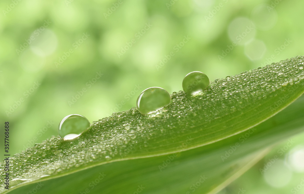 Green leaf after rain macro water drops on dew on blurred green background Green leaf after rain macro water drops on dew on blurred green background