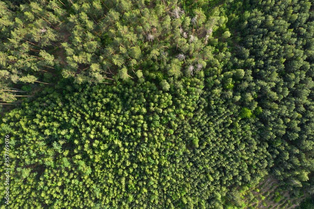 green forest, view from above