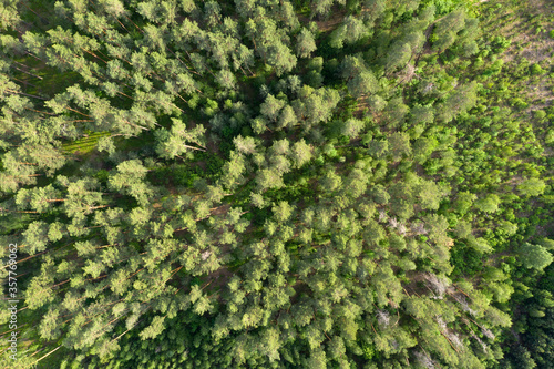 green forest, view from above © vadim_fl