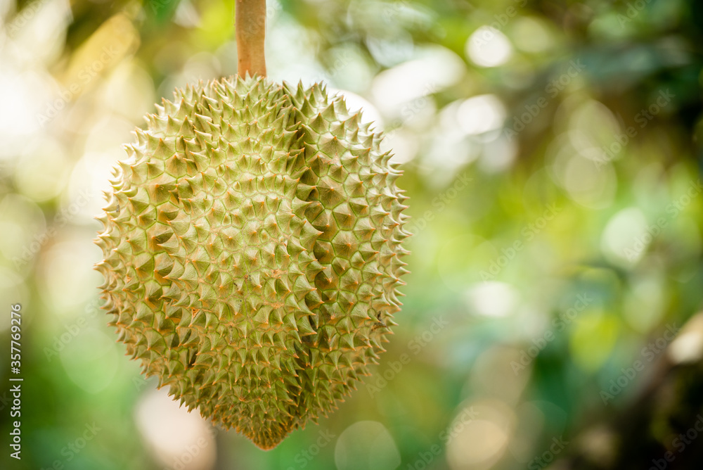 durians on the durian tree in organic durian orchard. durians on the durian tree in organic durian orchard.