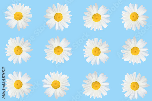 Flower arrangement of daisies on a blue background, top view, flat position.